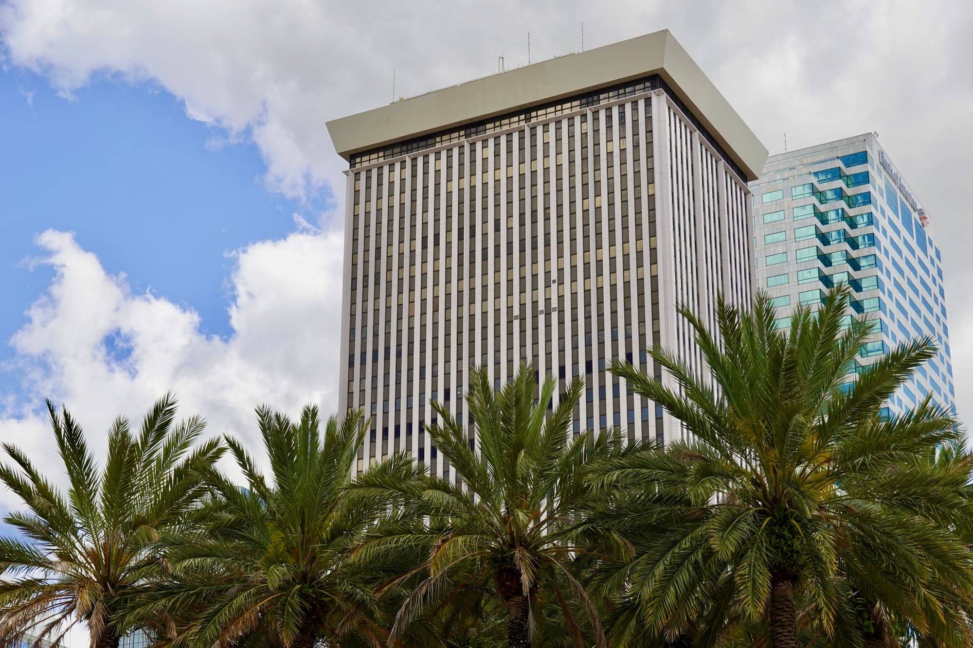 Office tower rising behind a row of palms